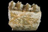 Fossil Horse (Mesohippus) Jaw Section - South Dakota #157452-2